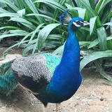 什么鬼