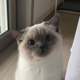 爱吃抹茶
