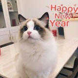 番茄南瓜饱