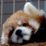 鲷鱼烧红豆糕糯