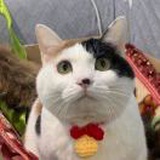 莫霄