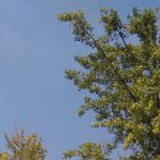 梦里晴空