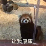 小熊猫
