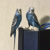 纳兰容错