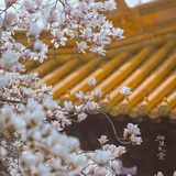 柚子洲啊