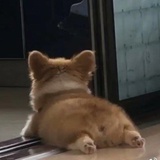 不想吃橘子