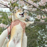 大红