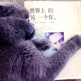 爱mochi的鱼