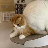 慕