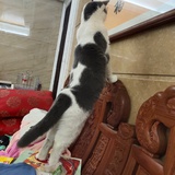 阿布小胖猫