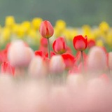 花花草草