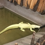 不想吃大米
