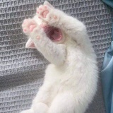 胡不胡萝卜