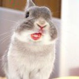 RRabbit