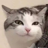 普里布噜