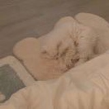 キャラメル