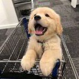 王狮虎