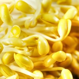 豆芽