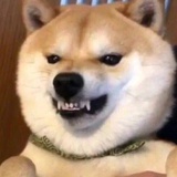 孔雪儿