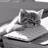 爱创作的猫猫