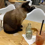 喜欢猪手