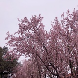 椰苗