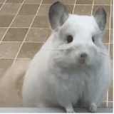 兰0笑笑生