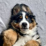 重生成仙畜有别