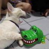 岁安