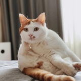 me蚊子