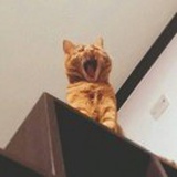 油面筋大侠🐱