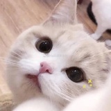 猫猫咪呀