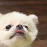 梨白