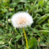 Liji
