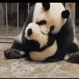 甘菊霜