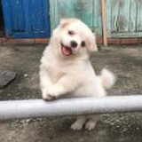 纯情猛男