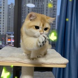 牛牛妞妞扭扭扭