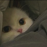心脏起伏