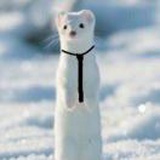 桃柚不加糖🍑🍐