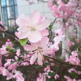 今朝欣雨止