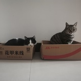 喵米米米