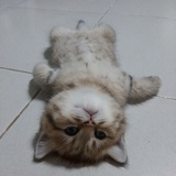 鲨鱼辣椒