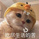 肥腾腾