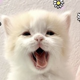 Oggy
