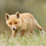狐狸跑得慢