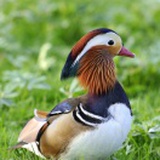 尼尔