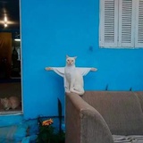 一只酸奶猫