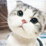 笙笙