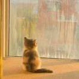 爱看书的猫咪酱