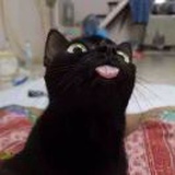 西伯利亚大尾巴